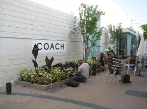 Laying out the plants at the Coach boutique