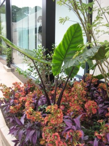 Plantings at Chanel: Colocasia fontanesii 'Black Stem,' Strobilanthes dyerianus, Coleus 'Flirtin Skirts'